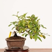 ߺ Ϸ *ʪ   Diospyros rhombifoliarouyagaki bonsai ߺ