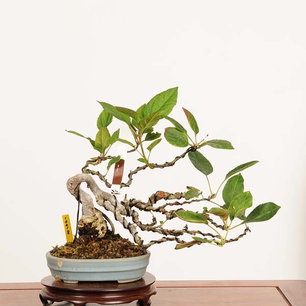 �ߺϡ����������ɤ�����*(ȭ������ͭ��)����ʪ ��ܫ�������ɥ� Miyanakaidou bonsai �����ߺ�