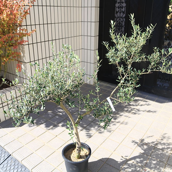 特選庭木・植木：オリーブ（マンザニロ）太幹 安心の8号ポット植え