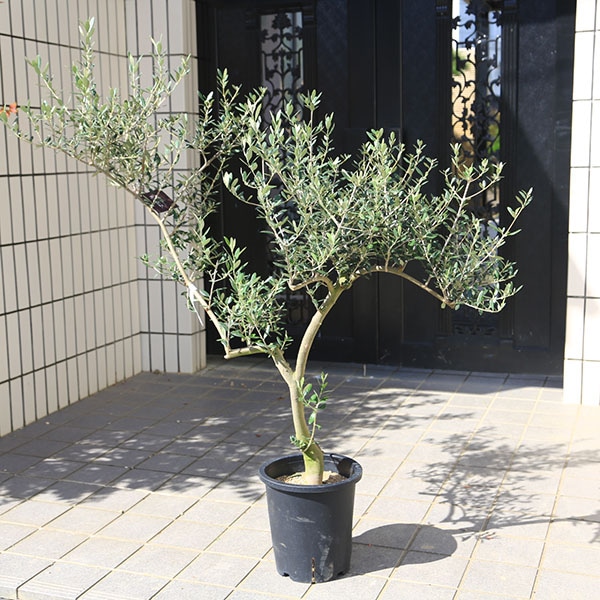 特選庭木・植木：オリーブ（マンザニロ）太幹 安心の8号ポット植え