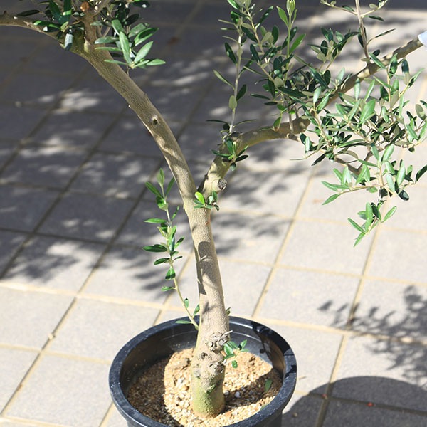 ⑬　オリーブの木souju　『マンザニロ』　6号　最高等級極上品‼️ ⑬ オリーブの木souju 『マンザニロ』 6号 最高等級極上品‼️ ⑬