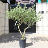 �������ڡ����ڡ����꡼�֡ʥߥå���������  SOUJU �ϼ����¿���8��ݥåȿ�����*����120��� ���ʸ¤� �������