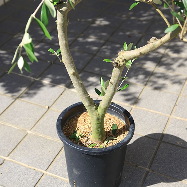 特選庭木・植木：オリーブ（ミッション）太幹 SOUJU 創樹 安心の8号