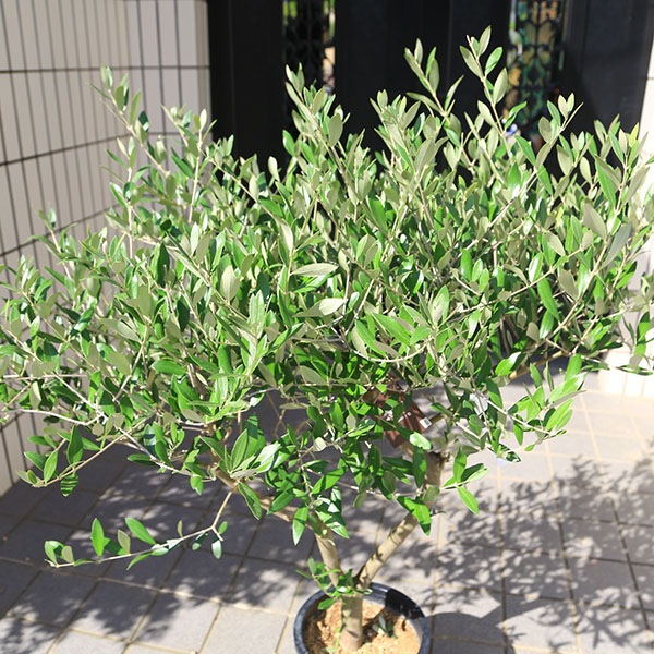 特選庭木・植木：オリーブ（ミッション）太幹 SOUJU 創樹 安心の8号