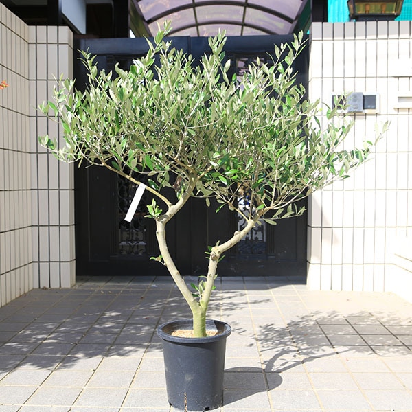 特選庭木・植木：オリーブ（ミッション）太幹 SOUJU 創樹 安心の8号