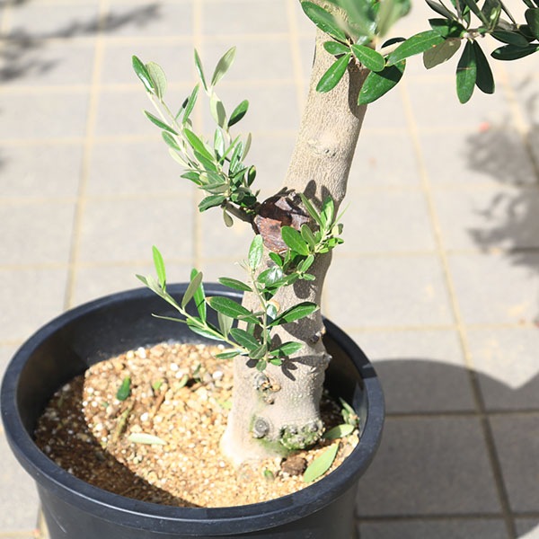 特選庭木・植木：オリーブ（ミッション）極太 SOUJU 創樹 安心の10号