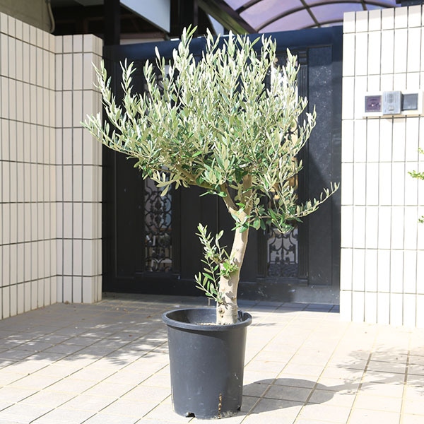 ③　オリーブの木souju　『ミッション』８号特大苗木最高等級極上品‼️ ⑤ オリーブの木souju 『ミッション』8号特大苗木最高等級極上品‼️