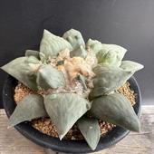 ܥƥ󡧥ꥪץեֲð*16ʡʸ¤