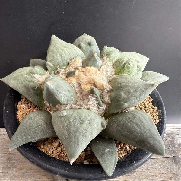 サボテン：アリオカルプス カリフラワー花牡丹*幅16cm 現品！一品