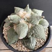 ܥƥ󡧥ꥪץեֲð*16ʡʸ¤