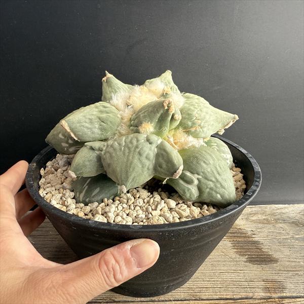 特大サボテン アリオカルプス皺玉牡丹 鉢ごと発送：青磁牡丹 ゴジラ カリフラワー 特大サボテン アリオカルプス皺玉牡丹 鉢ごと発送：青磁牡丹 ゴジラ