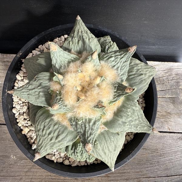 サボテン：アリオカルプス カリフラワー花牡丹*幅17cm 現品！一品