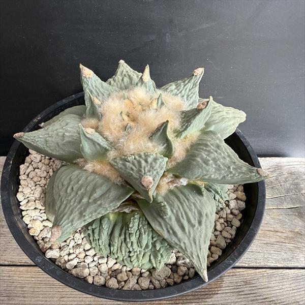 親木Ariocarpus カリフラワー花牡丹 象牙牡丹 亀甲牡丹 モンスト