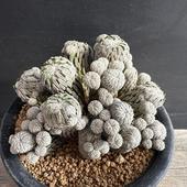 ܥƥ󡧥ڥ쥭ե ݡ*11ʡʸ¤