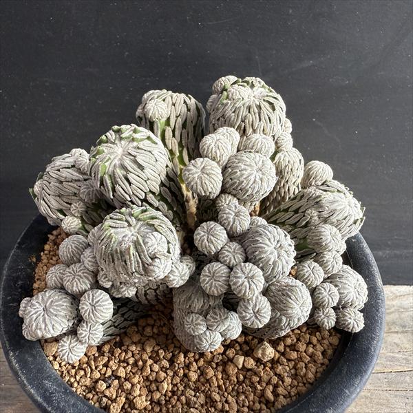 ペレキフォラ【精巧丸】綴化 サボテン ペレキフォラ 精巧丸 綴化 精巧丸綴化 ＊サボテン 多肉植物 ペレキフォラ