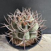 ܥƥ󡧥Υꥭࡡŷε*9mʡʸ¤