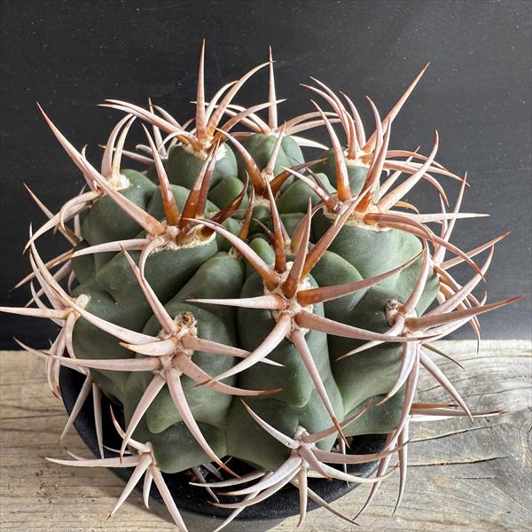 サボテン：ギムノカリキウム フェロシオール*幅9cm 現品！一品限り