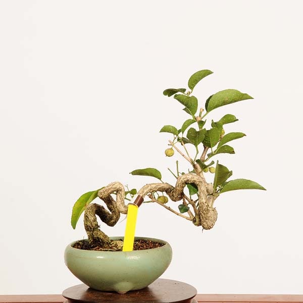 盆栽：真弓(まゆみ)現品*一点物 マユミ Euonymus hamiltonianus Mayumi