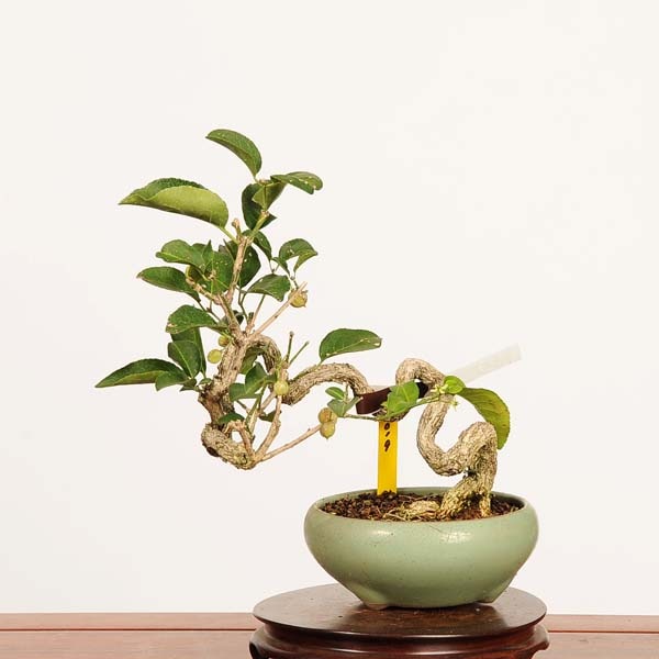 盆栽：真弓(まゆみ)現品*一点物 マユミ Euonymus hamiltonianus Mayumi