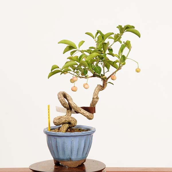 �ߺϡ�����(�ޤ��)����*����ʪ �ޥ�� Euonymus hamiltonianus Mayumi bonsai �������ߺϡ�