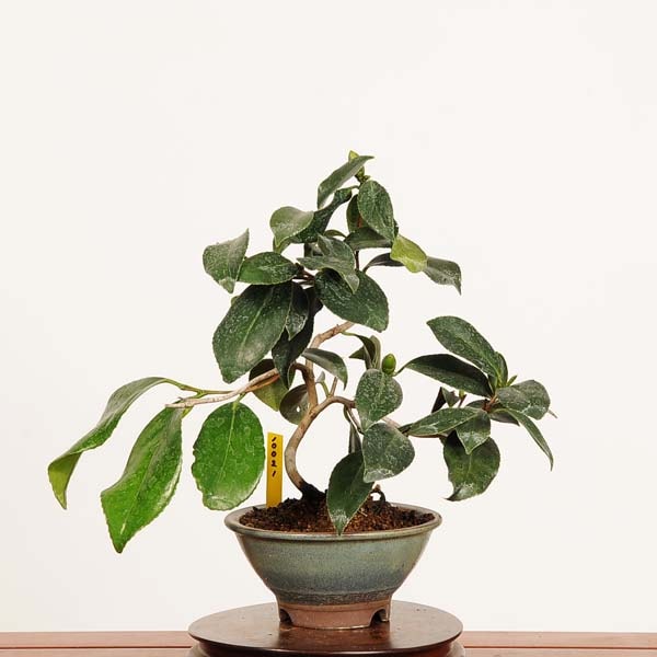 盆栽：姫椿 現品 *一点物 つばき ツバキ Camellia japonica Tsubaki