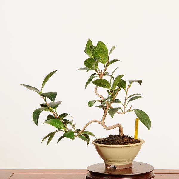 椿　ツバキ　盆栽 盆栽：姫椿 現品 *一点物 つばき ツバキ Camellia japonica Tsubaki