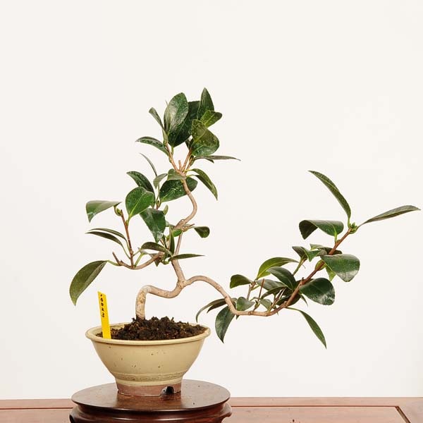 盆栽：姫椿 現品 *一点物 つばき ツバキ Camellia japonica Tsubaki