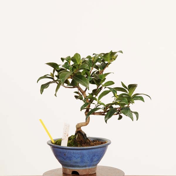 盆栽：姫椿 現品 *一点物 つばき ツバキ Camellia japonica Tsubaki