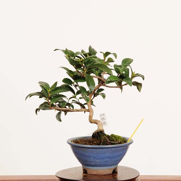 盆栽：姫椿 現品 *一点物 つばき ツバキ Camellia japonica Tsubaki