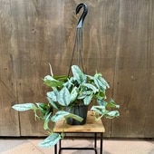 ������� ���տ�ʪ����������ץ��� �ȥ�ӡ�*5���ߤ�