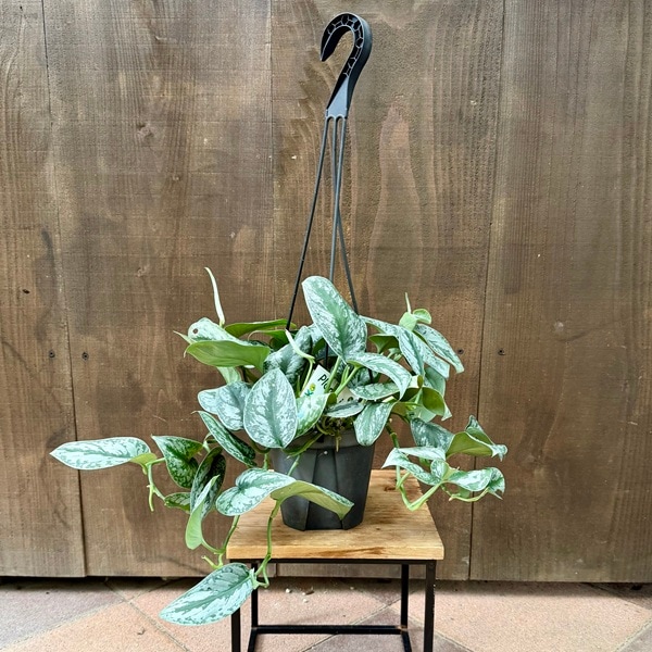 おしゃれ 観葉植物：スキンダプサス トレビー*5号吊り | 観葉植物,吊り