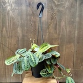 ������� ���տ�ʪ���ޥ�� �쥦���ͥ���*5�桡�ߤ�ȭ