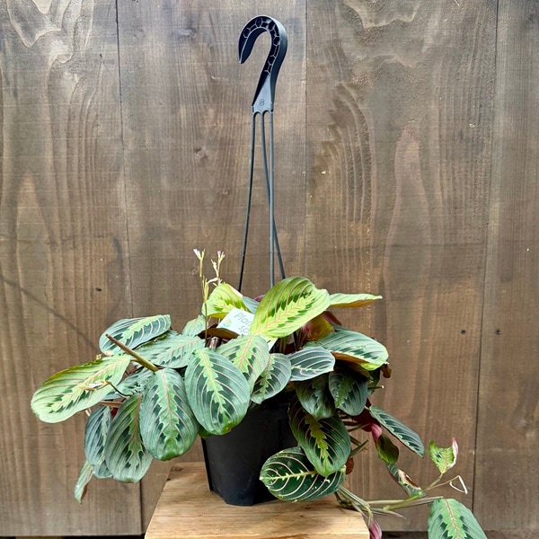 観葉植物 マランタ おしゃれ 観葉植物：マランタ レウコネウラ*5号 吊り鉢 | 観葉植物
