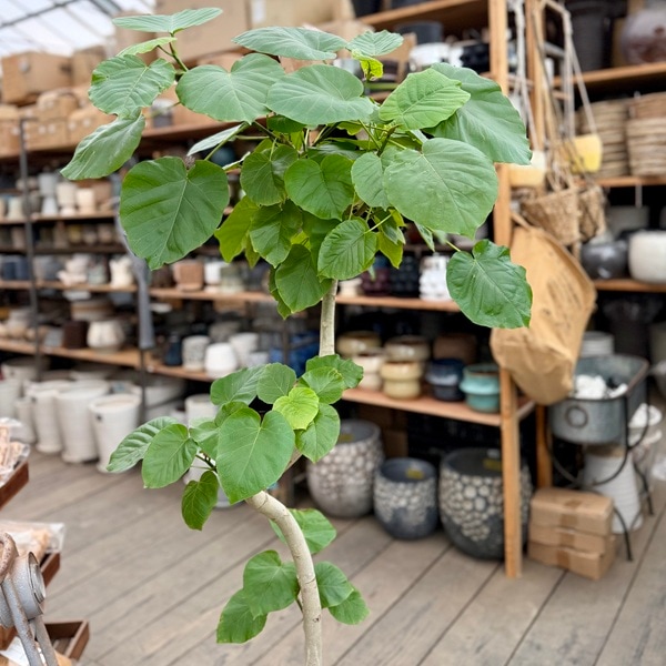 おしゃれ 観葉植物：フィカス ウンベラータ 鉢植え*セラアート 皿付き