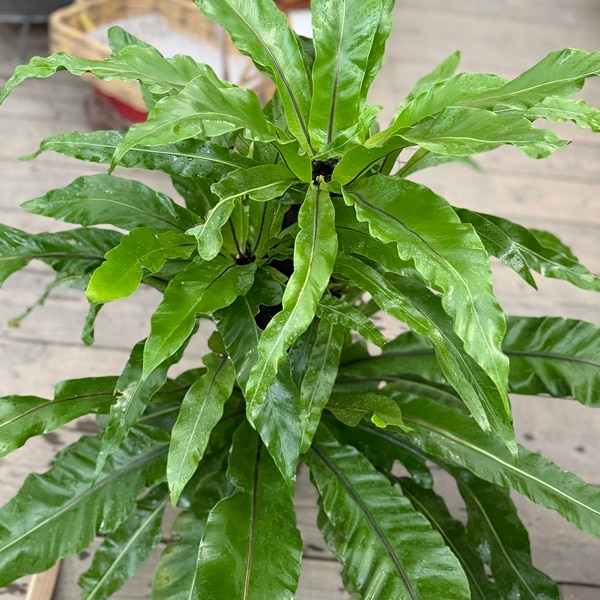 おしゃれ 観葉植物：オオタニワタリ ヘゴ板付*大谷渡 プラポット 大型