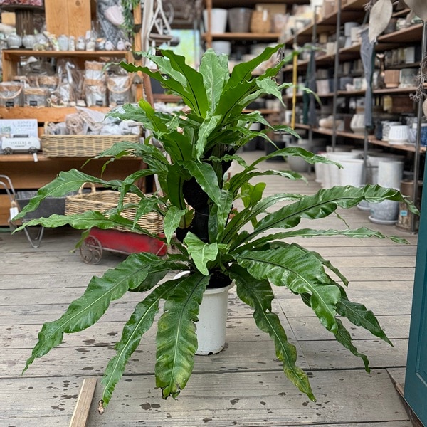 おしゃれ 観葉植物：オオタニワタリ ヘゴ板付*大谷渡 プラポット 大型