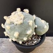 ܥƥ󡧥եե顡ǥե塼 鴧*14cmʡʸ¤