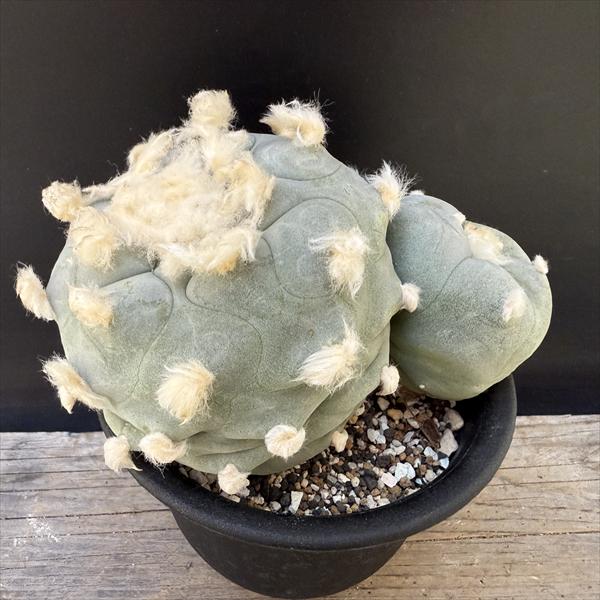 多毛ロフォフォラ　ディフューサ 園芸ネット本店｜[ザ・ファームセレクト]ロフォフォラ：多毛