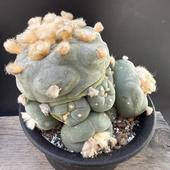 ܥƥ󡧥եե顡ǥե塼 鴧*14cmʡʸ¤