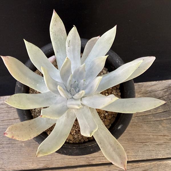 多肉植物　ダドレア・仙女盃（特大） 種子20粒 ダドレア・ブリトニー（仙女盃）(Dudleya brittonii) : 多肉