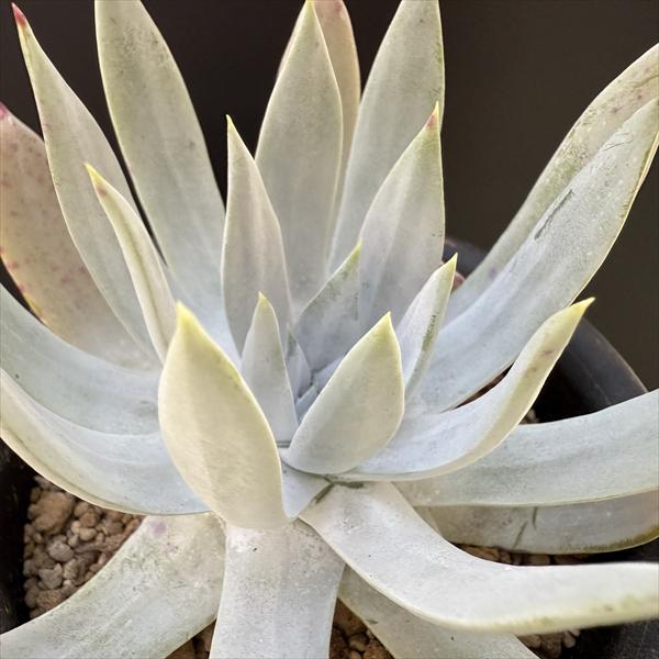 ダドレア・仙女盃（特大）　ブリトニー 多肉植物 ダドレア・仙女盃（特大） ダドレア ブリトニー 仙女盃