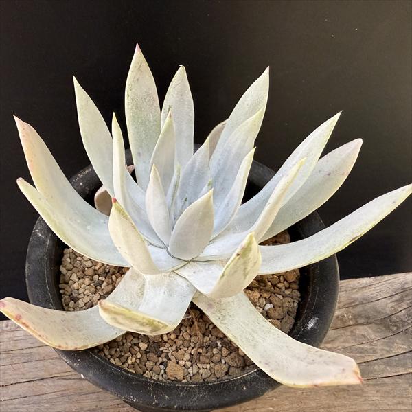 多肉植物：ダドレア 仙女盃*幅14cm *現品！一品限り | サボテン