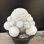 ܥƥ󡧥ޥߥꥢĻ*10.5cmʡʸ¤