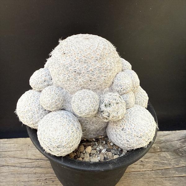 サボテン：マミラリア 白鳥群生 実生*幅10.5cm 現品！一品限り