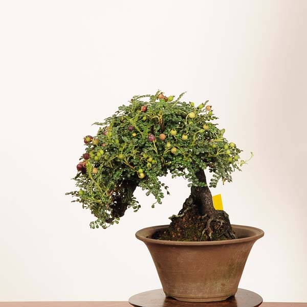 盆栽：磯山椒(いそざんしょう)現品*一点物 サンショウ Isozansyo