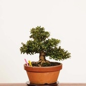 ߺ (ǡ)*ʪ Ĥĥ Rhododendron indicumSatsuki bonsai ߺ