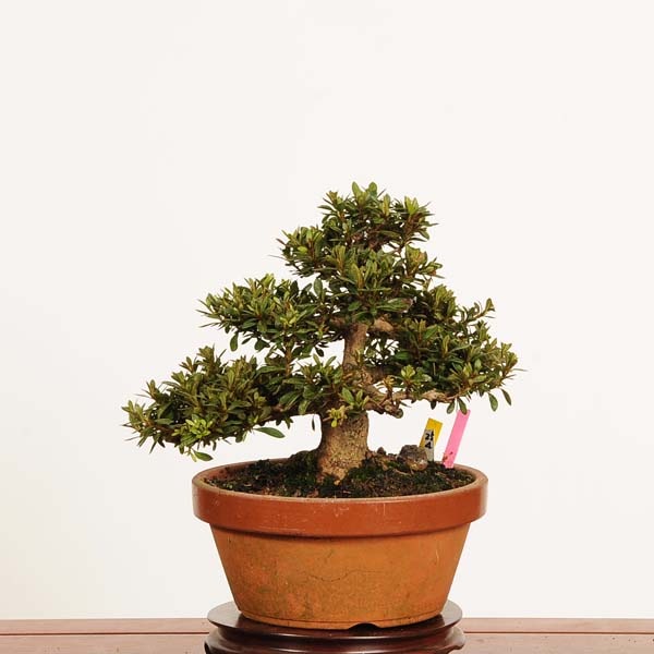 さつき盆栽 【大雪山】青い鉢 中型 皐月盆栽 さつき盆栽 【流星】皐月盆栽 青色鉢 - メルカリ