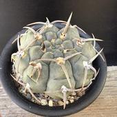 ܥƥ󡧥ΥꥭࡡХåƥꡡ*8.5cmʡʸ¤