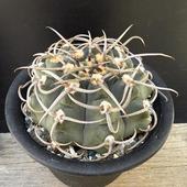 ܥƥ󡧥ΥꥭࡡХåƥꡡ*9cmʡʸ¤