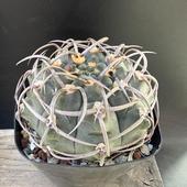 ܥƥ󡧥ΥꥭࡡХåƥꡡ*9cmʡʸ¤